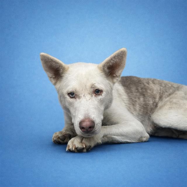 Siberian Husky