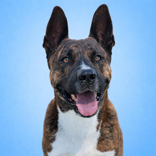 Bautista
