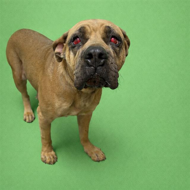 Mastiff