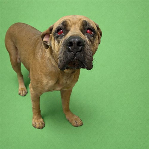 picture of the dog needing adoption