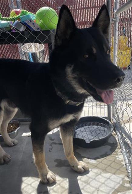 Akita