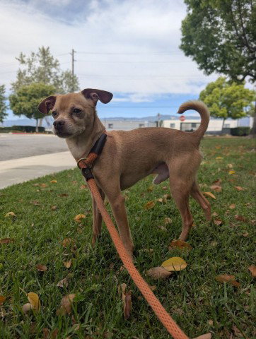 FORD, an adoptable Chihuahua in Redlands, CA