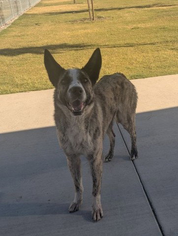 PATTY, an adoptable Australian Cattle Dog in Redlands, CA