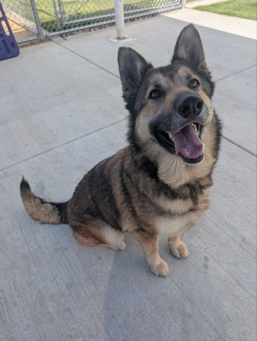 HEATHER, an adoptable German Shepherd Dog in Redlands, CA