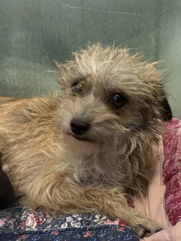 BILLIE JEAN, an adoptable Terrier in Redlands, CA