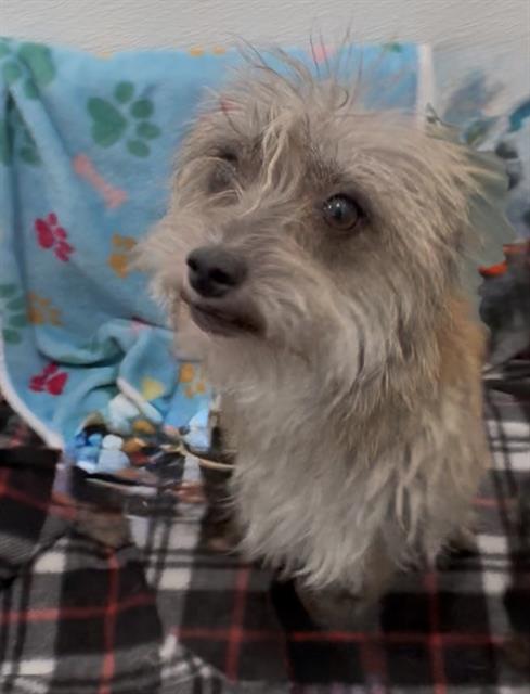 picture of the dog needing adoption
