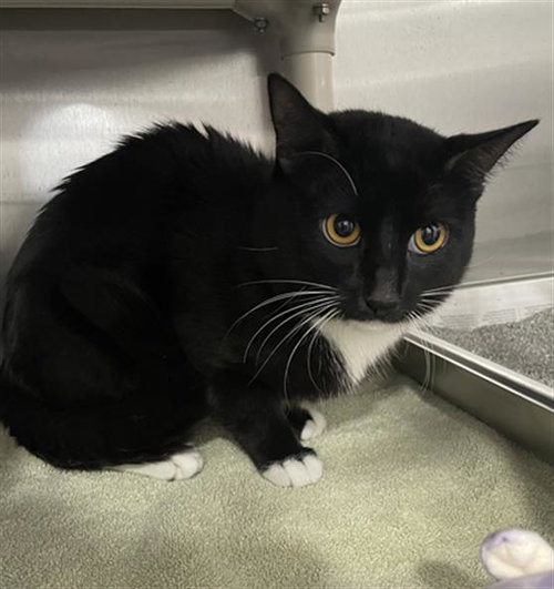 THORN, an adoptable Domestic Short Hair in Redlands, CA