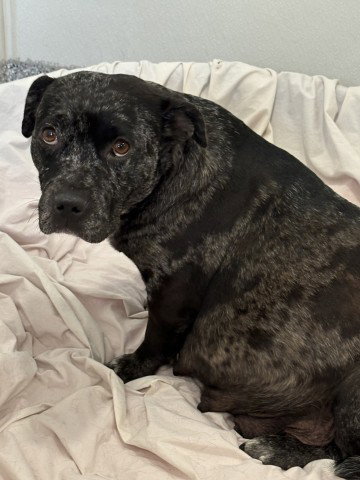 ELLIE, an adoptable Pit Bull Terrier in Redlands, CA