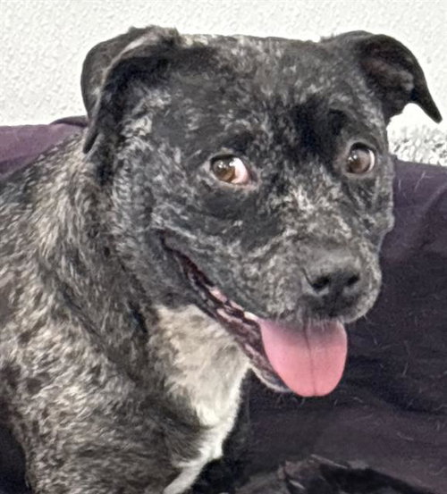 picture of the dog needing adoption