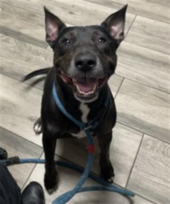JUDE, an adoptable Bull Terrier in Redlands, CA
