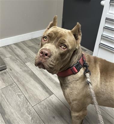 DINERO, an adoptable Cane Corso Mastiff in Redlands, CA
