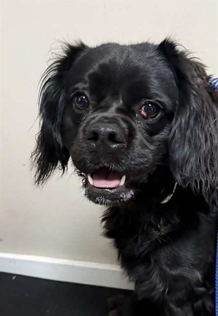 RICKY, an adoptable Cavalier King Charles Spaniel in Redlands, CA