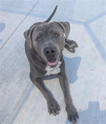 RUFUS, an adoptable Mastiff in Redlands, CA