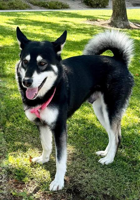 YOSEMITE SAM, an adoptable Siberian Husky in Redlands, CA