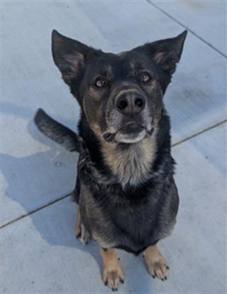 BUGS, an adoptable German Shepherd Dog in Redlands, CA