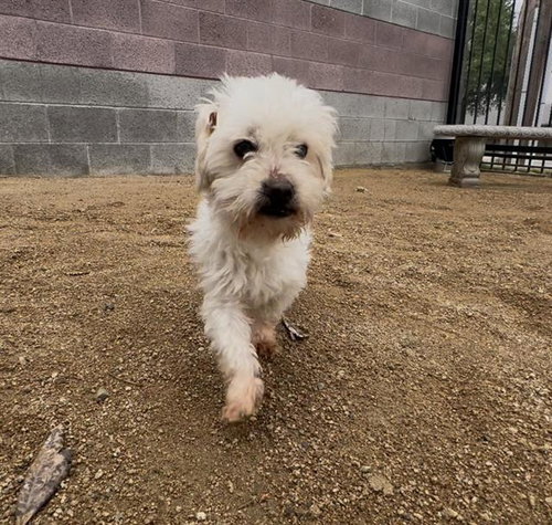 picture of the dog needing adoption