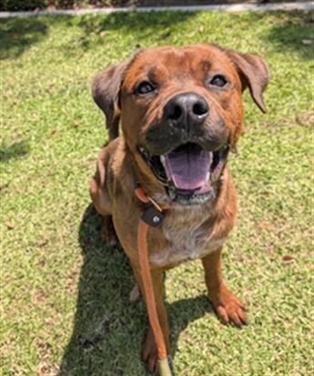 HAM, an adoptable German Shepherd Dog in Redlands, CA