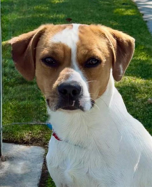 BEAGLE, an adoptable Beagle in Redlands, CA