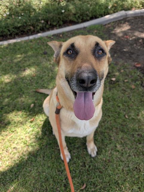 SWEET PEA, an adoptable German Shepherd Dog in Redlands, CA