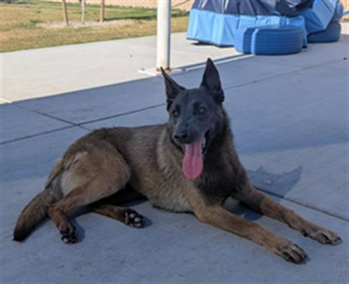 GEN, an adoptable Belgian Shepherd Malinois in Redlands, CA