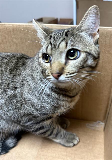 BURRITO, Young Domestic Short Hair (medium coat), cat for adoption in Eastvale, California