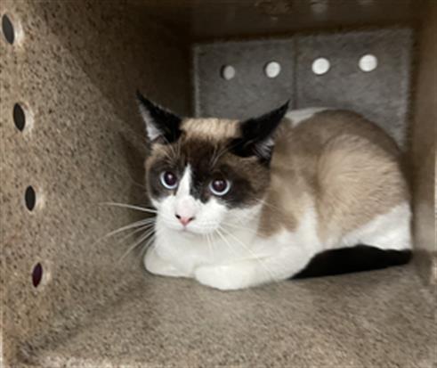 AZUL, Adult Siamese (medium coat), cat for adoption in Eastvale, California