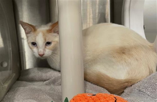BLEU, an adoptable Domestic Short Hair in Redlands, CA
