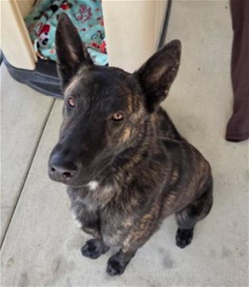 LOBO, an adoptable Dutch Shepherd in Redlands, CA