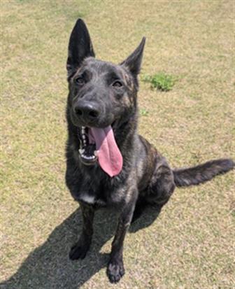 LOBO, an adoptable Dutch Shepherd in Redlands, CA