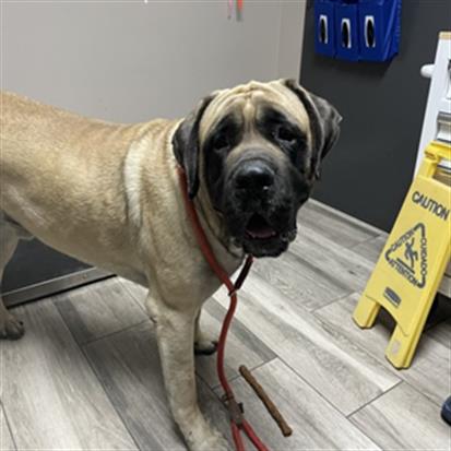 SMALLS, an adoptable Bullmastiff in Redlands, CA