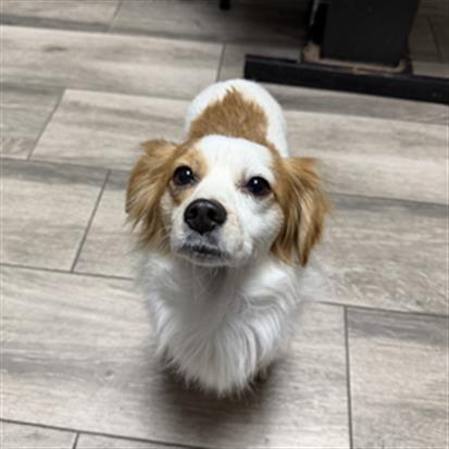 CHUCK, an adoptable Cocker Spaniel in Redlands, CA