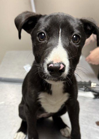 DOLLY, an adoptable Labrador Retriever in Redlands, CA