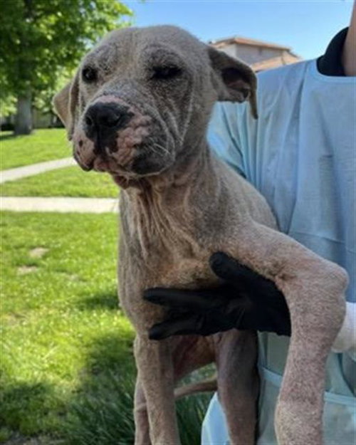 LEONA, an adoptable Pit Bull Terrier in Redlands, CA