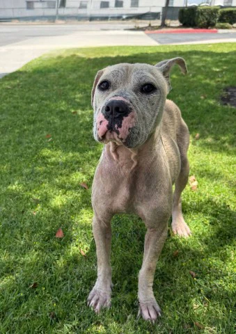 Leona- In Foster