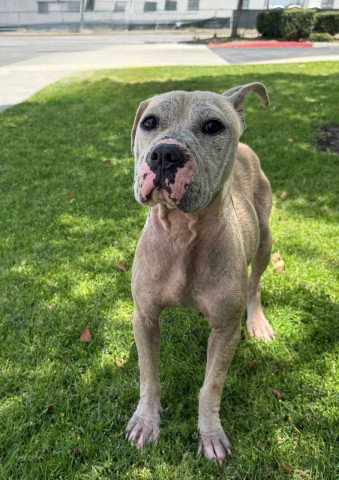 LEONA, an adoptable Pit Bull Terrier in Redlands, CA