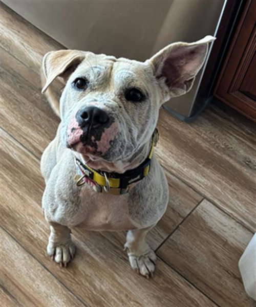 LEONA- IN FOSTER, a dog for adoption from Redlands Animal Shelter