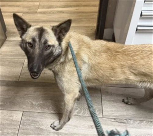BIANCA, an adoptable Belgian Shepherd Malinois in Redlands, CA