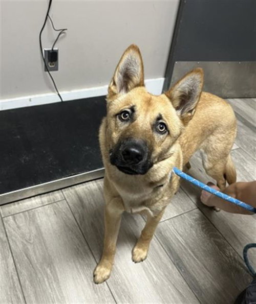 TAURUS, an adoptable German Shepherd Dog in Redlands, CA