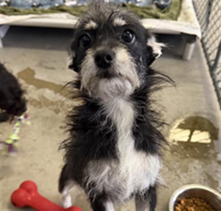 JILL, an adoptable Terrier in Redlands, CA