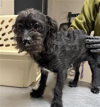 JACK, an adoptable Terrier in Redlands, CA