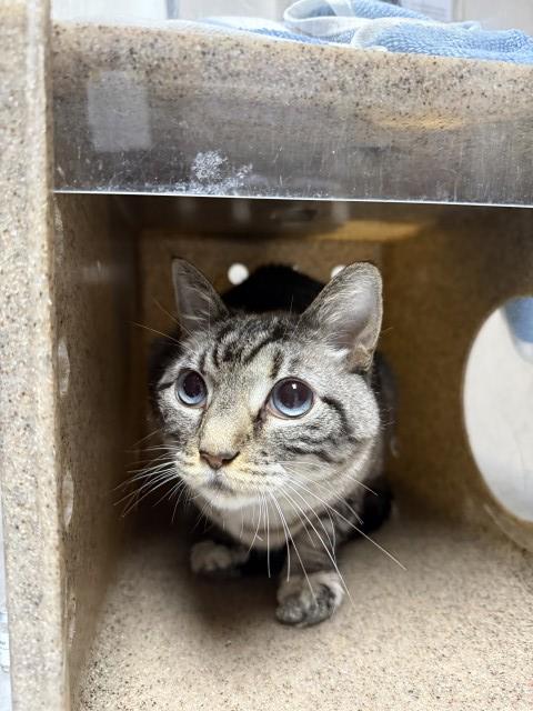 PHILLY, an adoptable Domestic Medium Hair in Redlands, CA
