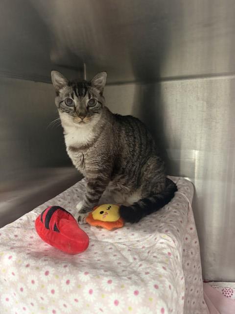PHILLY, Adult Domestic Medium Hair (medium coat), cat for adoption in Fontana, California
