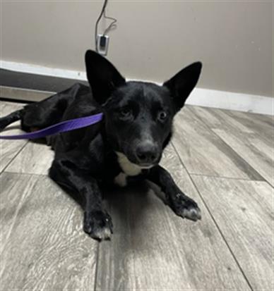 THEODOSIA, an adoptable Border Collie in Redlands, CA