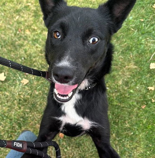 THEODOSIA, an adoptable Border Collie in Redlands, CA