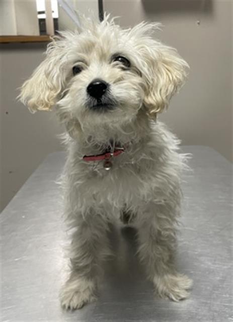 TOFU, an adoptable Maltese in Redlands, CA