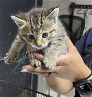 TOPAZ, Baby Domestic Short Hair (medium coat), cat for adoption in Eastvale, California