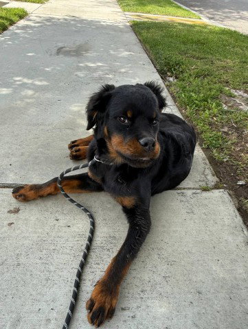 REX- PENDING ADOPTION