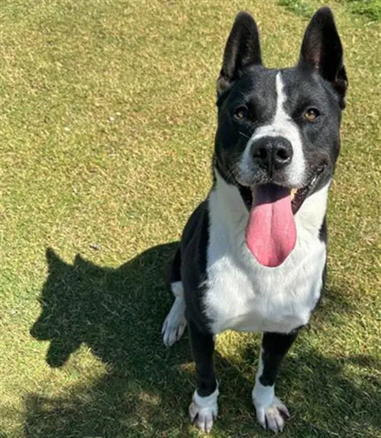 Buddy - Akita