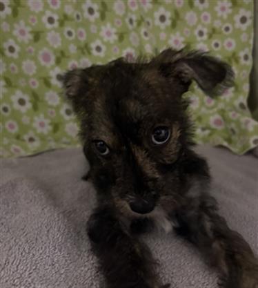 JOLENE- PENDING ADOPTION