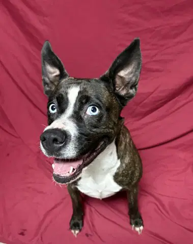 Ocean - Pit Bull Terrier